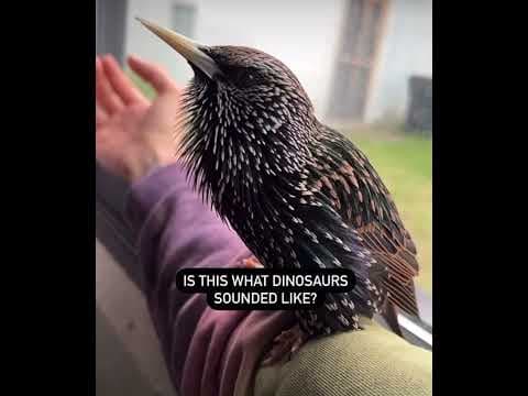 YouTube thumbnail for This bird sounds so bizarrely cool!