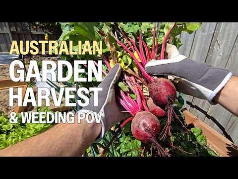 YouTube thumbnail for 35 Minutes Of Relaxing POV Gardening | Australian Spring Veggie Garden