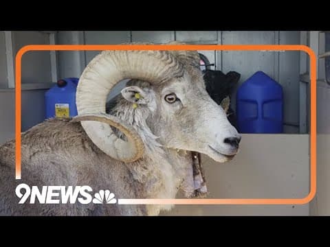 YouTube thumbnail for 81 year old gets prison time for breeding giant sheep