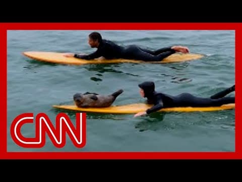 YouTube thumbnail for Adorable baby seal shows off its surfing skills