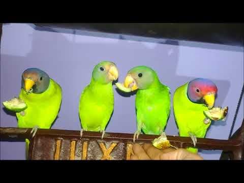 YouTube thumbnail for My four cute parrots | my budgie birds