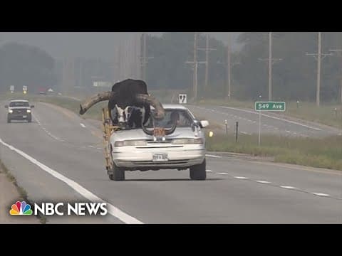 YouTube thumbnail for Car with giant bull as passenger pulled over by Nebraska police