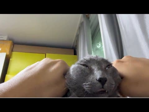 YouTube thumbnail for Kkogi gets squashed on camera