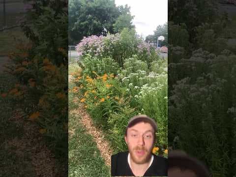 YouTube thumbnail for "We replaced this pointless grass island with native WILDFLOWERS!" by Andrew the Arborist