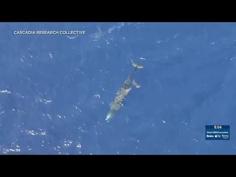 YouTube thumbnail for Whale death prompts closure of Hanauma Bay beach